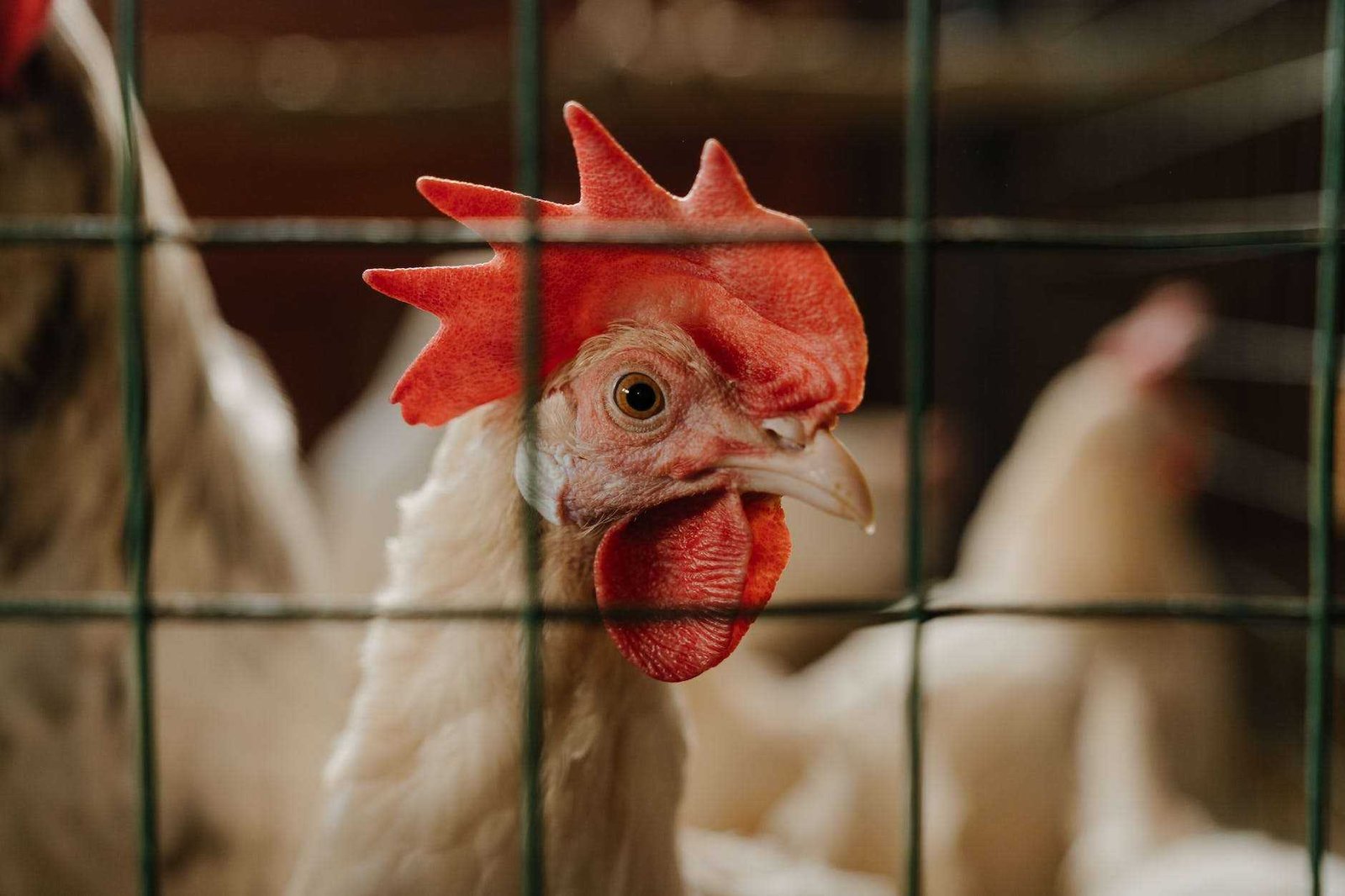 Dutch Poultry Farmers Ordered to Keep Animals Indoors Due to Bird Flu Outbreaks 2023 Dutch Poultry Farmers Ordered to Keep Animals Indoors Due to Bird Flu Outbreaks 2023